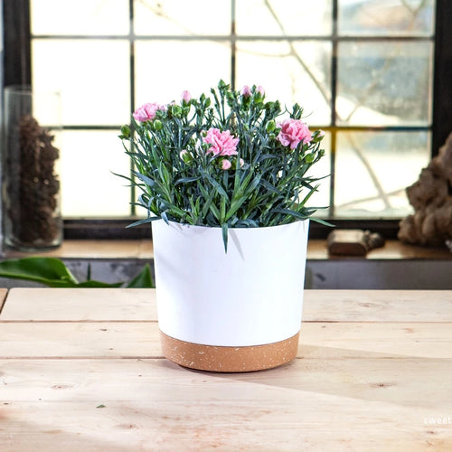 grand pot circulaire en plastique pour plantes d'intérieur avec drainage et plateau