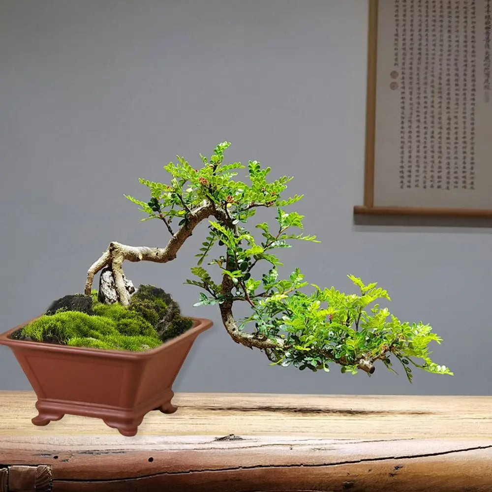 pots de fleurs en argile pour jardinage et bonsaï créatifs - vue 11 sur 12