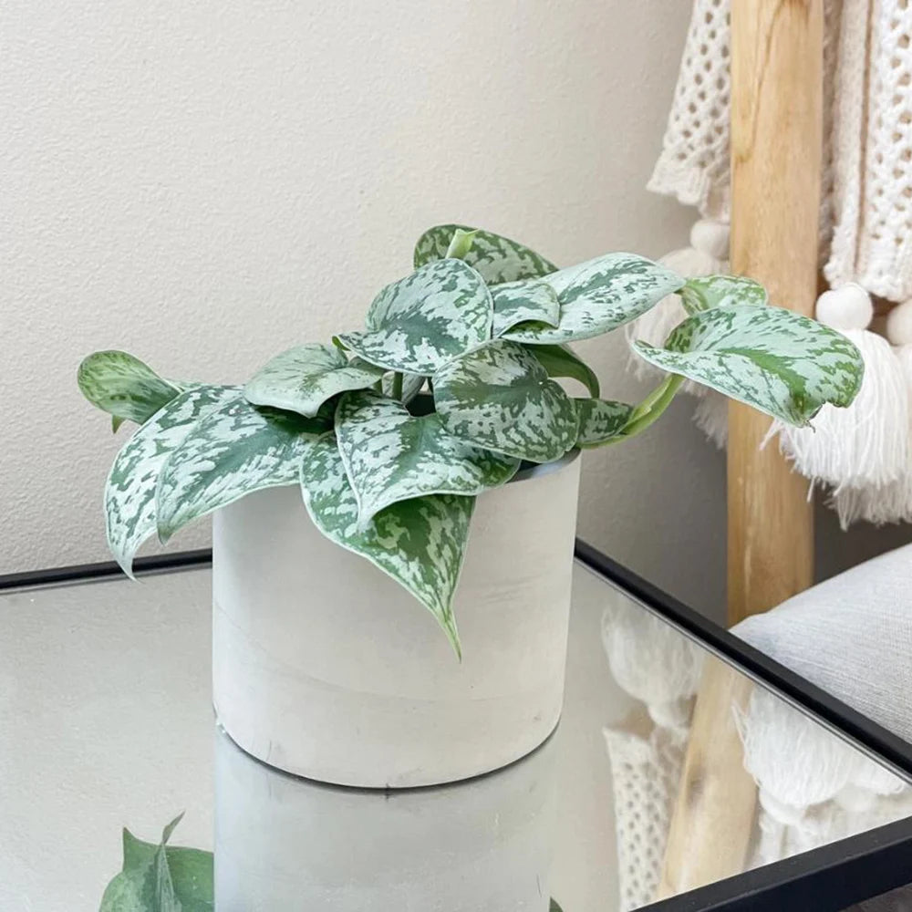 moules en silicone pour pots de fleurs et rangement - vue 3 sur 8