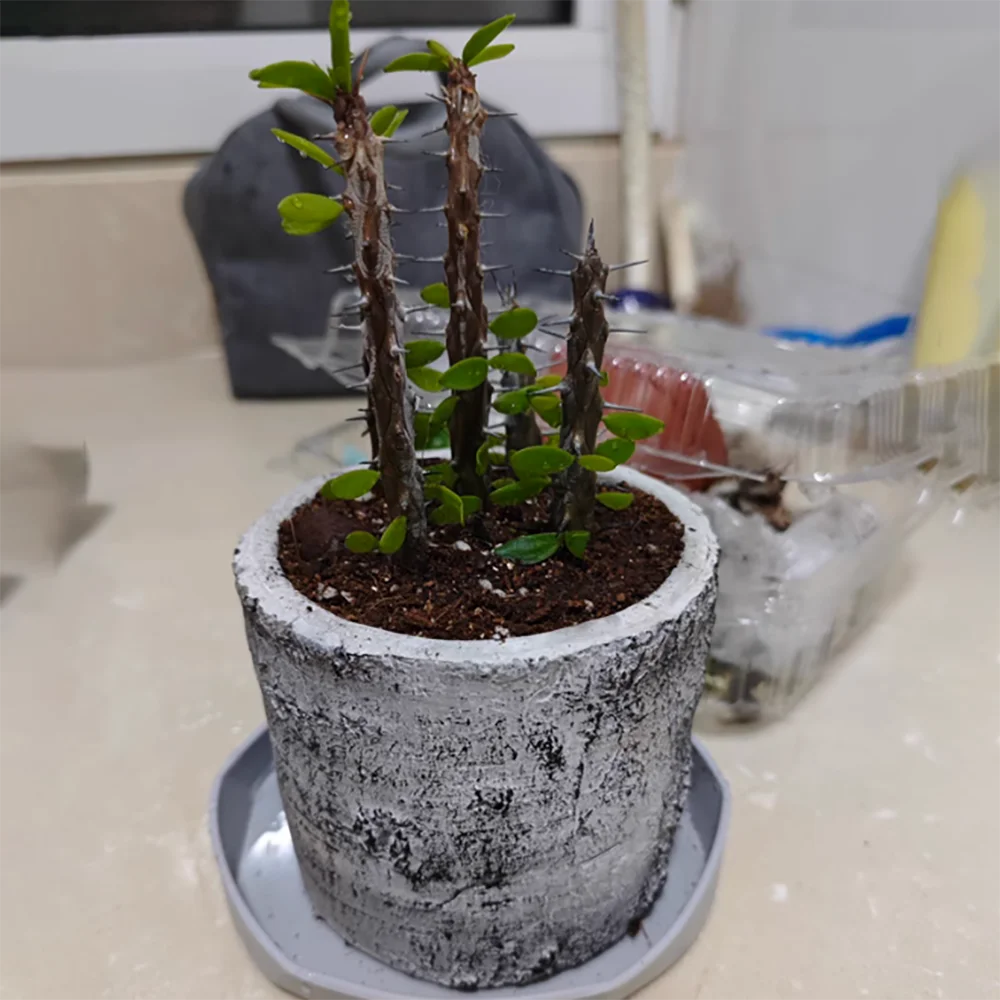 moule en silicone rétro pour pot de fleurs en ciment - vue 5 sur 9