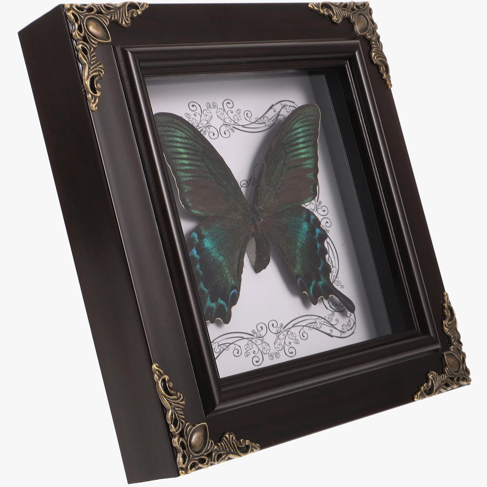 papillon encadré en taxidermie décor vintage rétro